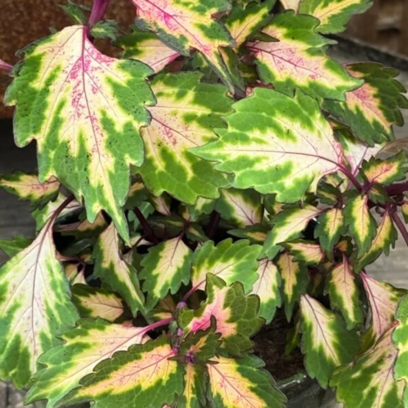 Coleus Plant Live For Planting, Rare Coleus Flowers Houseplant Indoor Outdoor, In 4 Inc Pot, Coleus Live Plant