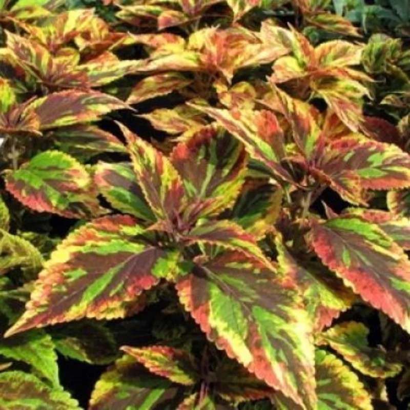 Coleus Plant Live For Planting, Rare Coleus Flowers Houseplant Indoor Outdoor, In 4 Inc Pot, Coleus Live Plant