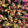 Coleus Plant Live in 4 Inc Pot - Rare Colorful Coleus Flowers for Outdoor Garden Displays, Coleus Houseplant