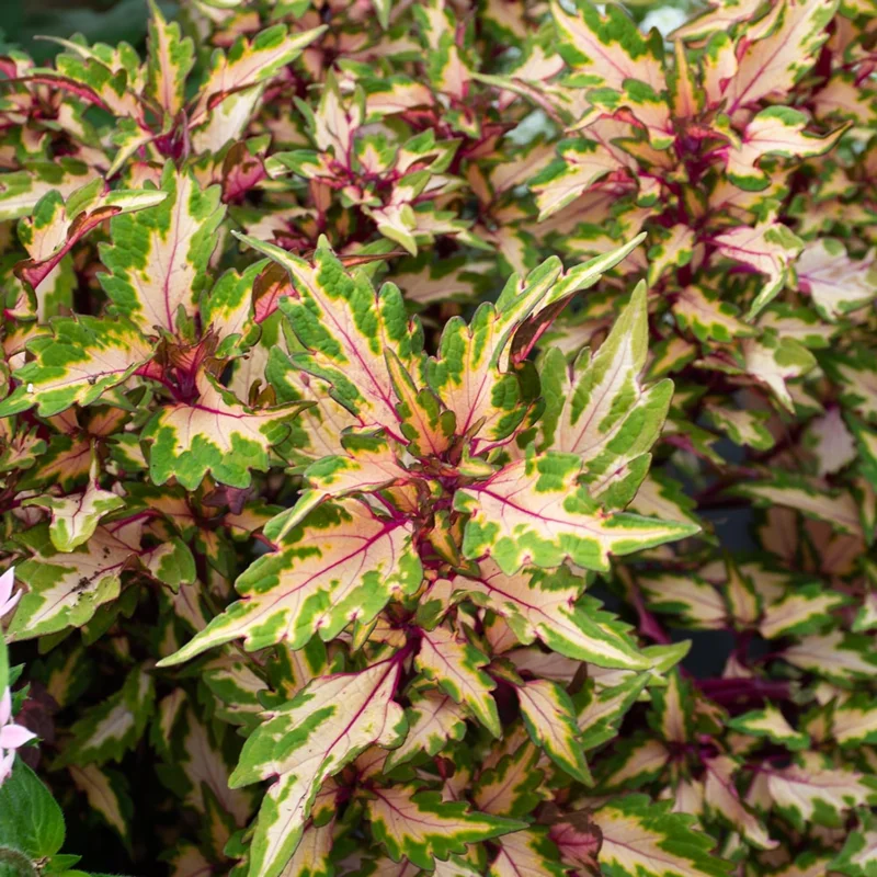 Coleus Plant Live in 4 Inc Pot - Rare Colorful Coleus Flowers for Outdoor Garden Displays, Coleus Houseplant