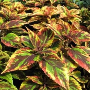 Coleus Plant Live in 4 Inc Pot - Rare Colorful Coleus Flowers for Outdoor Garden Displays, Coleus Houseplant