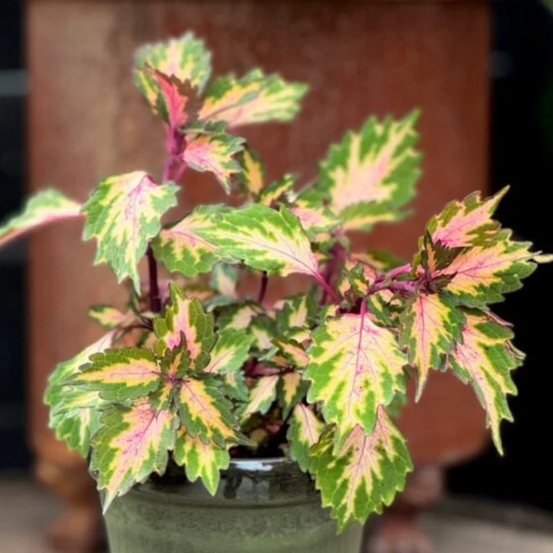 Coleus Plant Live in 4 Inc Pot - Rare Colorful Coleus Flowers for Outdoor Garden Displays, Coleus Houseplant