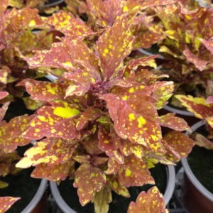 Coleus Live Plant with Rare Flowers - Coleus Plant Live Potted in 4 Inch Pot, Ideal for Both Indoor and Outdoor Gardens