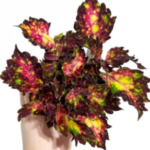 Coleus Live Plant with Rare Flowers - Coleus Plant Live Potted in 4 Inch Pot, Ideal for Both Indoor and Outdoor Gardens