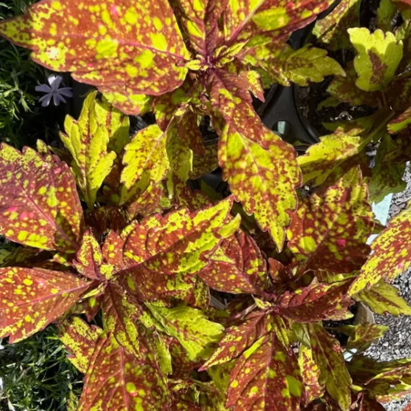 Coleus Live Plant with Rare Flowers - Coleus Plant Live Potted in 4 Inch Pot, Ideal for Both Indoor and Outdoor Gardens