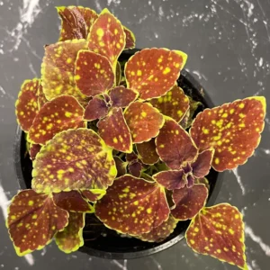 Rare Coleus Plant Live Houseplant, In 4 Inch Pot, Stunning Coleus Flowers Plant for Outdoor Gardens Home Decoration