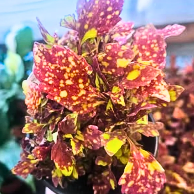 Coleus Live Plant with Rare Flowers - Coleus Plant Live Potted in 4 Inch Pot, Ideal for Both Indoor and Outdoor Gardens