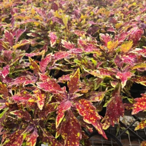 Coleus Live Plant with Rare Flowers - Coleus Plant Live Potted in 4 Inch Pot, Ideal for Both Indoor and Outdoor Gardens