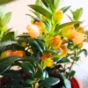 Goldfish Plant Live Houseplants Great For Hanging Basket, Goldfish Live Plant In 2 Inc Pot