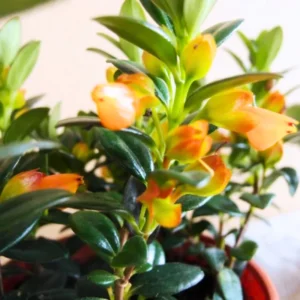 Goldfish Plant Live Houseplants Great For Hanging Basket, Goldfish Live Plant In 2 Inc Pot