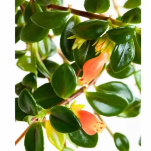 Goldfish Plant Live Houseplants Great For Hanging Basket, Goldfish Live Plant In 2 Inc Pot