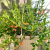 Goldfish Plant Live Houseplants Great For Hanging Basket, Goldfish Live Plant In 2 Inc Pot