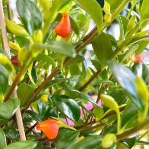 Goldfish Plant Live Houseplant for Hanging Baskets, 2-Inch Pot Goldfish Vine for Indoor Decoration, Goldfish Live Plant