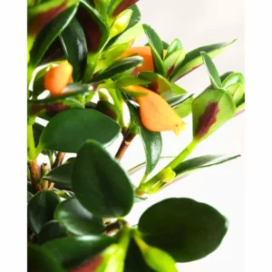 Goldfish Plant Live Houseplants Great For Hanging Basket, Goldfish Live Plant In 2 Inc Pot