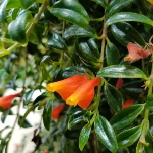 Goldfish Plant Live Houseplants Great For Hanging Basket, Goldfish Live Plant In 2 Inc Pot
