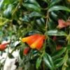 Goldfish Plant Live Houseplant for Hanging Baskets, 2-Inch Pot Goldfish Vine for Indoor Decoration, Goldfish Live Plant