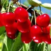 2 Wild Cherry Fruit Tree Seedlings, 1-2 Feet Tall, Sweet Cherry Plants Live for Outdoor Planting, No Ship To CA