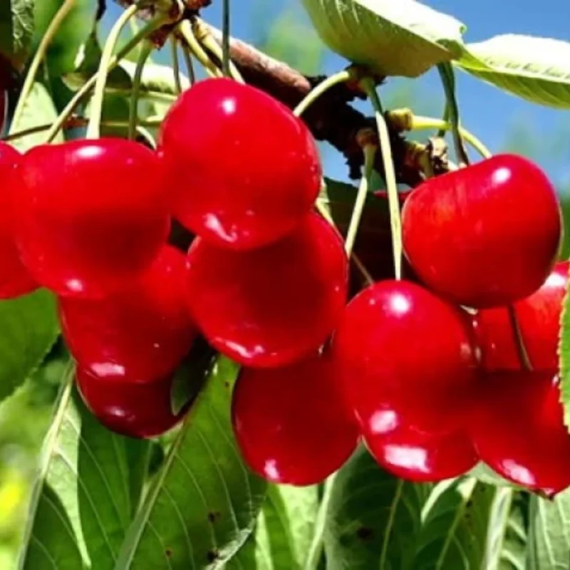 2 Wild Cherry Fruit Tree Seedlings, 1-2 Feet Tall, Sweet Cherry Plants Live for Outdoor Planting, No Ship To CA