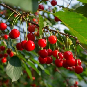 2 Wild Cherry Fruit Tree Seedlings, 1-2 Feet Tall, Sweet Cherry Plants Live for Outdoor Planting, No Ship To CA