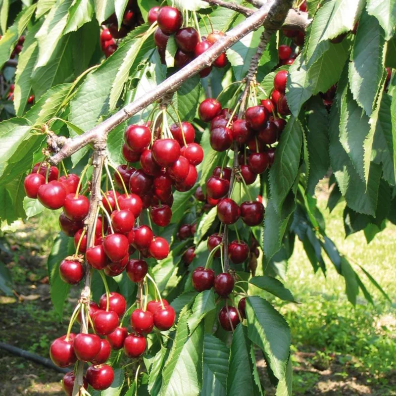 2 Wild Cherry Fruit Tree Seedlings, 1-2 Feet Tall, Sweet Cherry Plants Live for Outdoor Planting, No Ship To CA