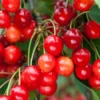 Cherry Tree Live Plant, 4-5 Feet Tall, Large Size, Cherry Fruit Tree Plant Live, Sweet Cherry Plant