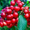 Cherry Tree Live Plant, 4-5 Feet Tall, Sweet Cherry Fruit Tree for Outdoor Planting, Large Size