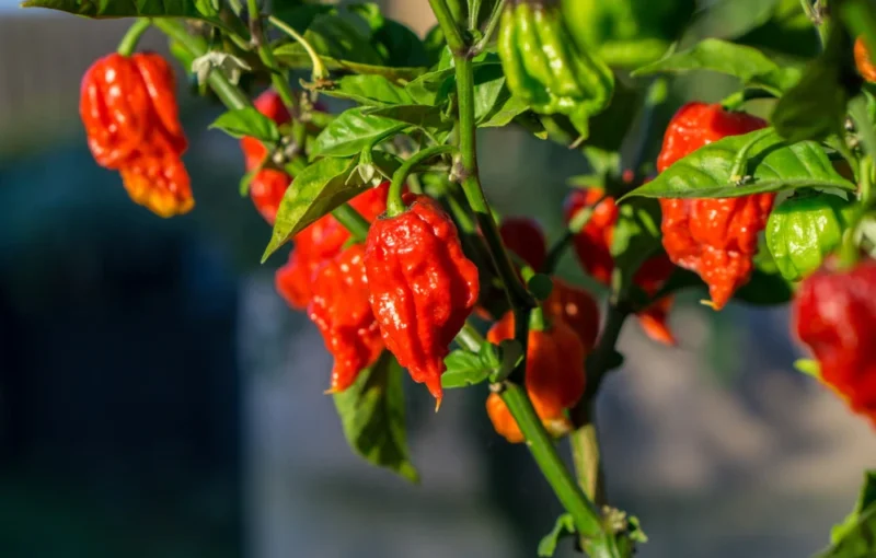 Carolina Reaper as the World's Hottest Pepper. 