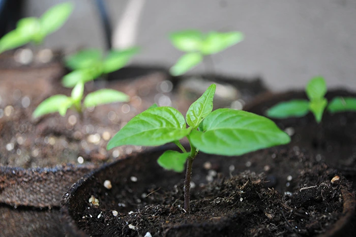Carolina Reaper seedlings 