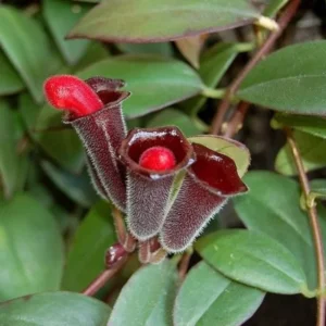 Purple Star Lipstick Plant Live Aeschynanthus, Purple Lipstick Indoor Flowering Plant for Hanging Baskets, In 2 Inc Pot