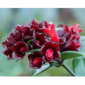 Purple Star Lipstick Plant Live Aeschynanthus, Purple Lipstick Indoor Flowering Plant for Hanging Baskets, In 2 Inc Pot