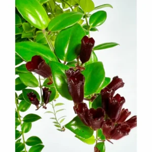 Purple Star Lipstick Plant Live Aeschynanthus, Purple Lipstick Indoor Flowering Plant for Hanging Baskets, In 2 Inc Pot