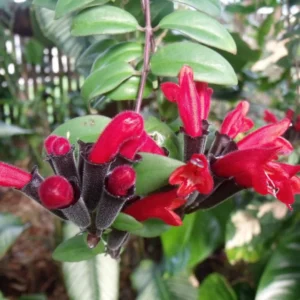 Red Lipstick Aeschynanthus, Lipstick Plant Live Houseplant, Stunning Indoor Flowering Plant for Hanging Baskets, In 2 Inc Pot