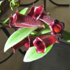 Purple Star Lipstick Plant Live Aeschynanthus, Purple Lipstick Indoor Flowering Plant for Hanging Baskets, In 2 Inc Pot