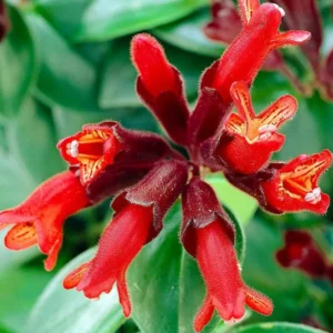 Red Lipstick Aeschynanthus, Lipstick Plant Live Houseplant, Stunning Indoor Flowering Plant for Hanging Baskets, In 2 Inc Pot