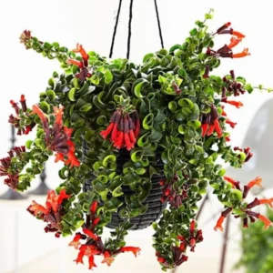 Twisted Lipstick Plant Live Aeschynanthus, Live Curly Lipstick Succulent Plant, Vibrant Indoor Flowering Plant, In Pot