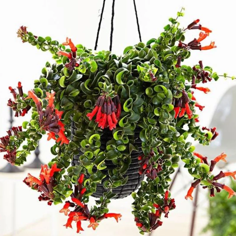 Twisted Lipstick Plant Live Aeschynanthus, Live Curly Lipstick Succulent Plant, Vibrant Indoor Flowering Plant, In Pot