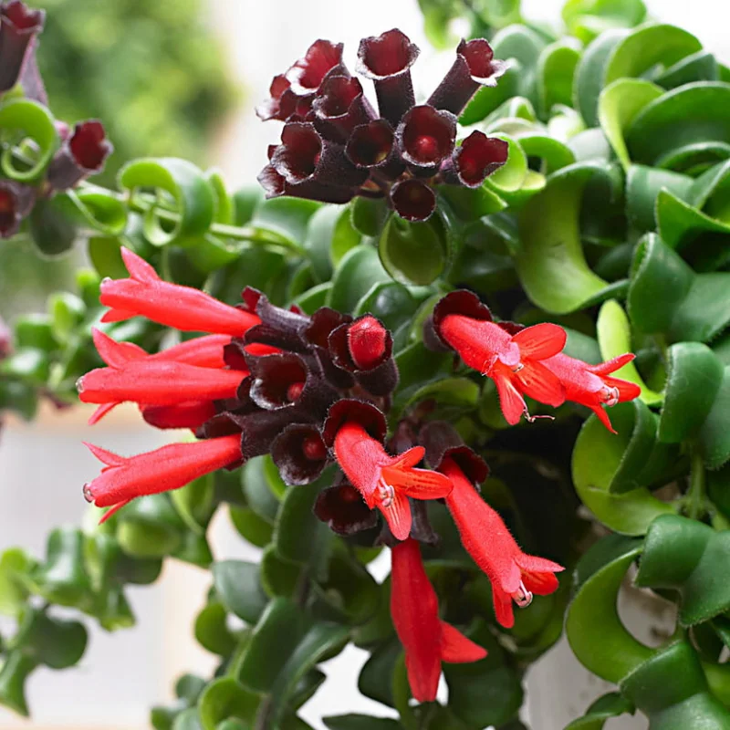Twisted Lipstick Plant Live Aeschynanthus, Live Curly Lipstick Succulent Plant, Vibrant Indoor Flowering Plant, In Pot
