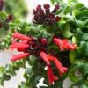 Lipstick Curly Plant, Twisted Lipstick Aeschynanthus, In Pot, Live Indoor Flowering Plant for Hanging Baskets and Home Decor