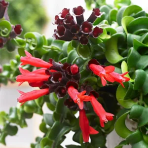 Lipstick Curly Plant, Twisted Lipstick Aeschynanthus, In Pot, Live Indoor Flowering Plant for Hanging Baskets and Home Decor