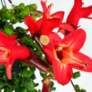 Lipstick Curly Plant, Twisted Lipstick Aeschynanthus, In Pot, Live Indoor Flowering Plant for Hanging Baskets and Home Decor