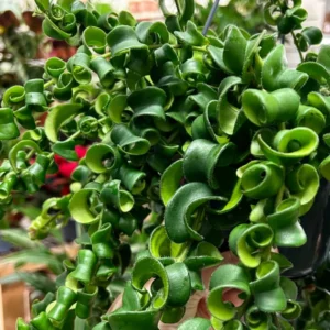 Twisted Lipstick Plant Live Aeschynanthus, Live Curly Lipstick Succulent Plant, Vibrant Indoor Flowering Plant, In Pot
