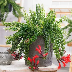 Twisted Lipstick Plant Live Aeschynanthus, Live Curly Lipstick Succulent Plant, Vibrant Indoor Flowering Plant, In Pot