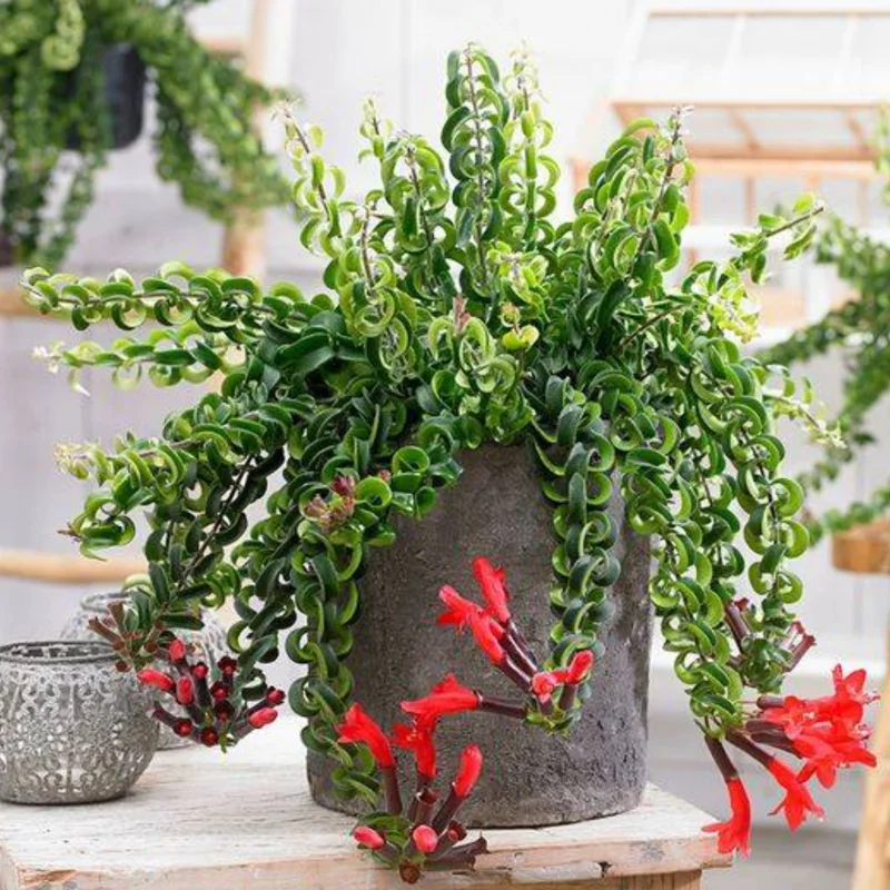 Twisted Lipstick Plant Live Aeschynanthus, Live Curly Lipstick Succulent Plant, Vibrant Indoor Flowering Plant, In Pot