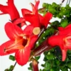 Lipstick Plant Live Aeschynanthus, Stunning Lipstick Flowers, Ideal for Indoor Decoration Hanging Baskets, 2 Inc Pot