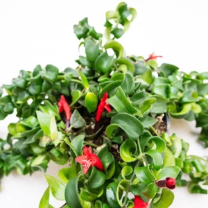 Lipstick Curly Aeschynanthus, Twisted Lipstick Plant, Inc Pot, Beautiful Live Indoor Flowering Plant for Hanging Pots Home Decor