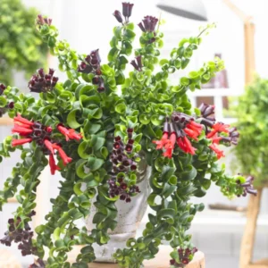 Lipstick Curly Aeschynanthus, Twisted Lipstick Plant, Inc Pot, Beautiful Live Indoor Flowering Plant for Hanging Pots Home Decor