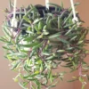 Ruby Necklace Plant, Ruby Necklace Succulent In Pot, Succulents Plant Live, Hanging House Plant