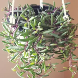 Ruby Necklace Plant, Ruby Necklace Succulent In Pot, Succulents Plant Live, Hanging House Plant
