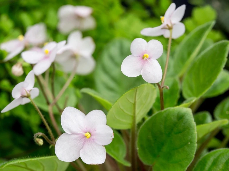 growing african violet plants