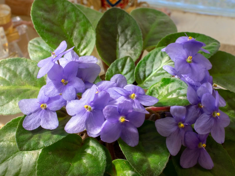 african violet flowers